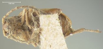 Media type: image;   Entomology 4432 Aspect: habitus ventral view